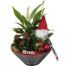 Weihnachtsgesteck mit Einblatt, Kalanchoe, Zwerg und Christbaumkugeln in Schale