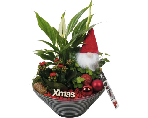 Weihnachtsgesteck mit Einblatt, Kalanchoe, Zwerg und Christbaumkugeln in Schale