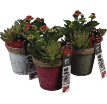 Drei dekorative Töpfe mit Sukkulenten und kleinen roten Blüten.