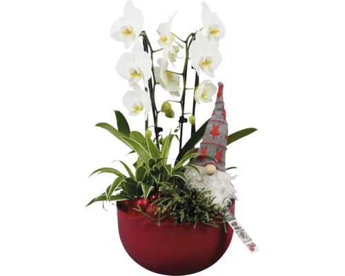 Orchidee mit Zierpflanzen und Dekofigur in rotem Übertopf