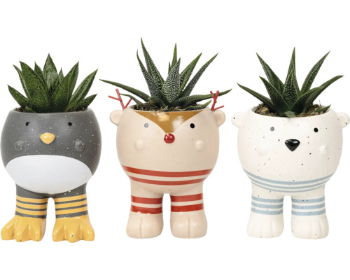 Arrangement Sukkulente in Keramik Topf 'Santa Little Helpers' Ø ca. 6 cm, sortiert Drei dekorative Blumentöpfe in Tierform mit Sukkulenten