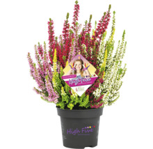 Calluna Pflanze im Topf mit verschiedenen Farben