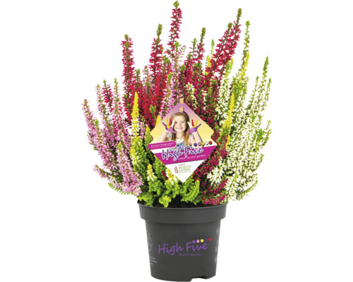 Calluna Pflanze im Topf mit verschiedenen Farben