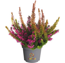 Besenheide in einem Topf