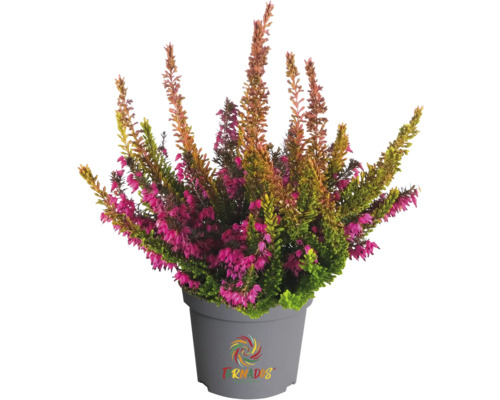 Besenheide in einem Topf