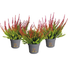 Drei Heidekräuter im Topf