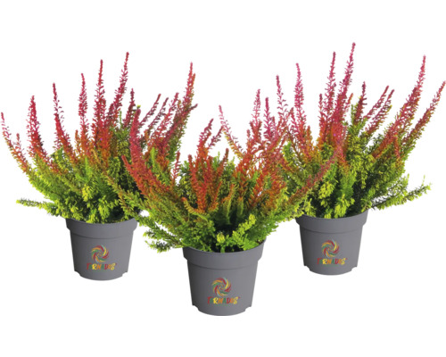 Drei Heidekräuter im Topf