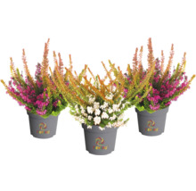 Drei Topfheide Pflanzen in Töpfen