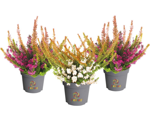 Drei Topfheide Pflanzen in Töpfen