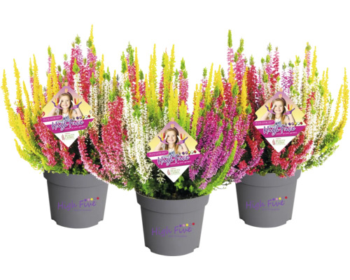 Drei Töpfe mit bunter Besenheide, auch bekannt als Calluna vulgaris