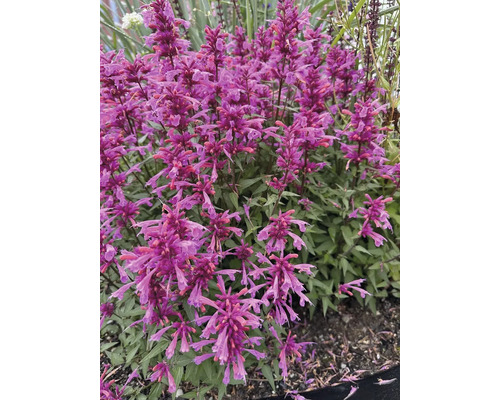 Agastache mit violetten Blüten im Garten