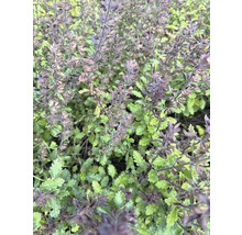 Nahaufnahme einer blühenden Zierpflanze im Garten.