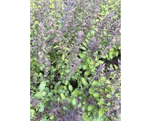 Nahaufnahme einer blühenden Zierpflanze im Garten.