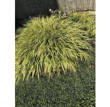 Japanisches Waldgras im Garten