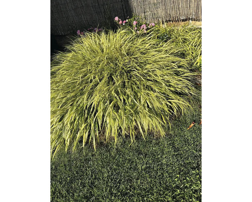 Japanisches Waldgras im Garten
