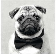 Porträt eines Mops mit Fliege