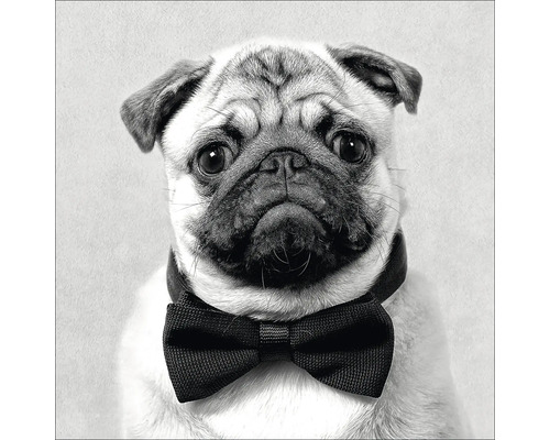Porträt eines Mops mit Fliege