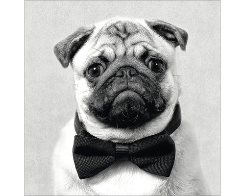 Mops mit Fliege um den Hals