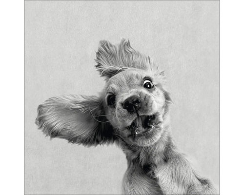 Nahaufnahme eines aufgeregten Cocker Spaniels
