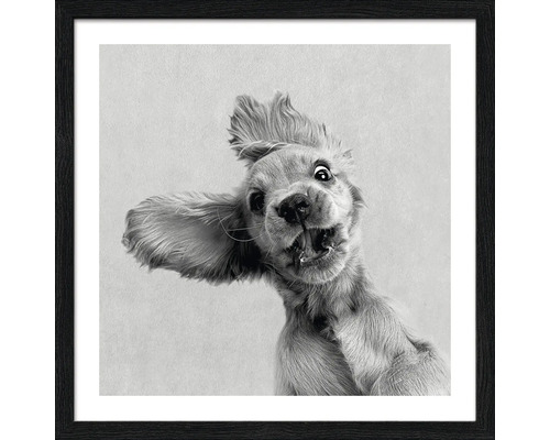 Gerahmtes Bild eines Cocker Spaniels mit lustigem Gesichtsausdruck