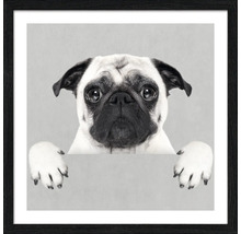 Gerahmtes Bild eines Mopses mit großen Augen
