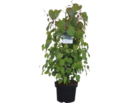 Japanischer Blumenhartriegel im Topf