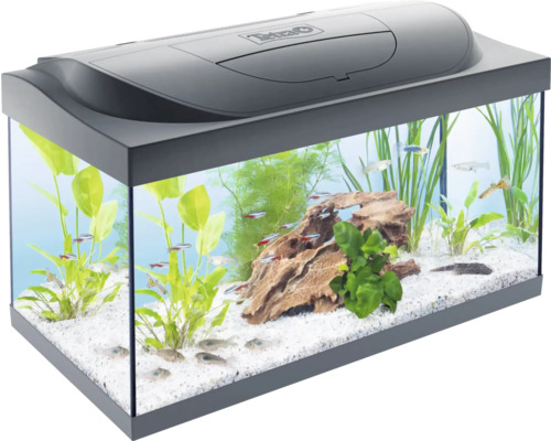 Aquarium mit Fischen, Pflanzen und Dekoration
