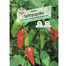 Sperli Spitzpaprika Kostas Samen, robuste Pflanze, geeignet für Gewächshäuser