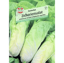 Sperli Zuckerhut Zichoriensalat Samenpackung