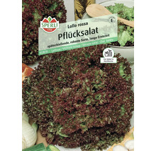 Sperli Lollo Rossa Pflücksalat Samenpackung