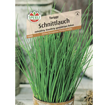Schnittlauch Pflanze im Topf, mehrjährig, feinröhrig, ganzjähriger Anbau, Sperli Logo