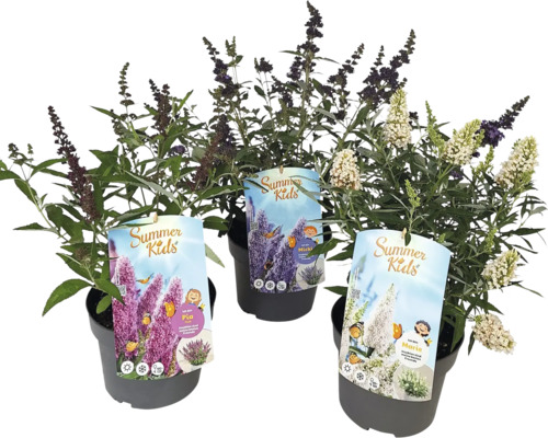 Drei Schmetterlingssträucher der Serie Summer Kids im Topf