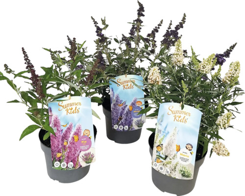 Drei Schmetterlingssträucher der Sorte Summer Kids in Töpfen