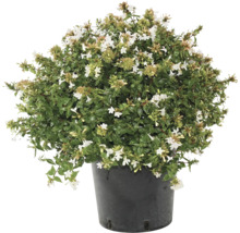 Abelia-Strauch im Topf mit weißen Blüten