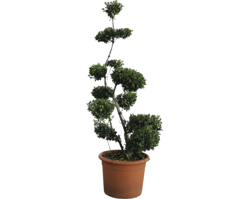 Formschnittgehölz im Topf