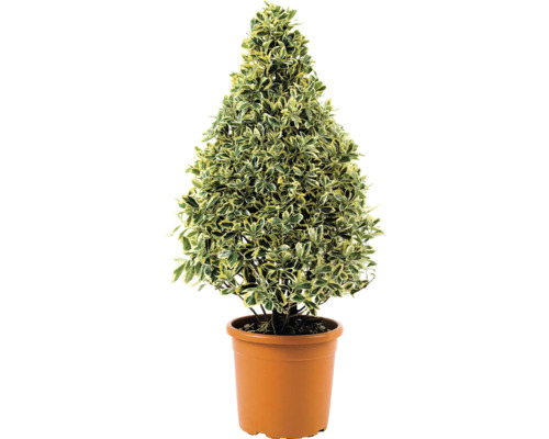 Im Topf gezogener Spindelstrauch in Kegelform