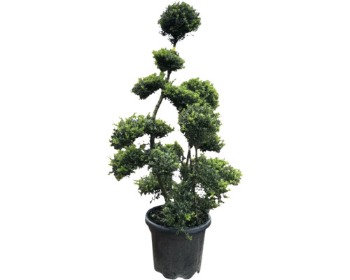 Formschnittgehölz im Topf