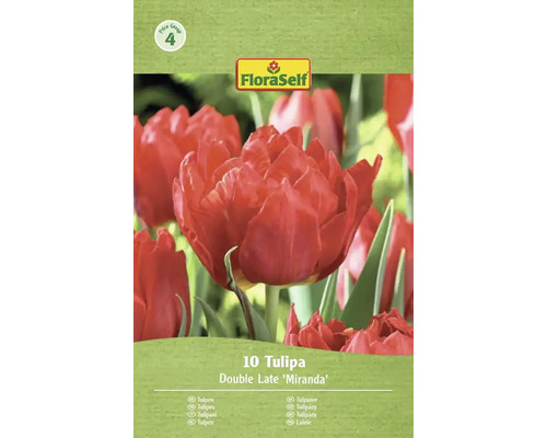 Packung mit 10 Tulpen der Sorte Double Late Miranda