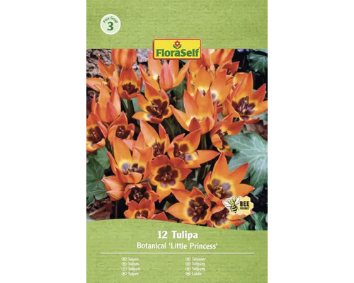 Blumenzwiebel Tulpe FloraSelf ' Pulchella (Humilis) Little Princess ' 12 Stück Verpackung mit 12 botanischen 'Little Princess' Tulpen von FloraSelf