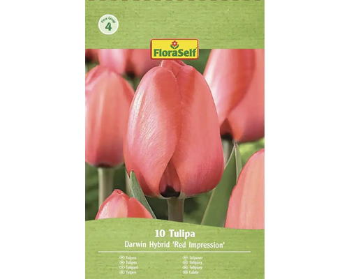 Packung Darwin Hybrid Red Impression Tulpen von FloraSelf