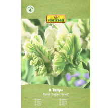 Verpackung mit 8 Tulpen der Sorte Parrot Super Parrot