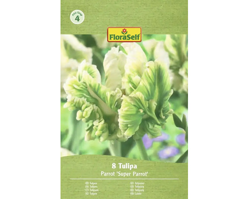 Verpackung mit 8 Tulpen der Sorte Parrot Super Parrot