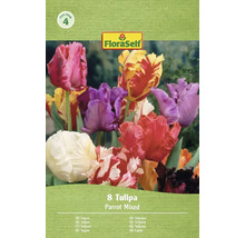 FloraSelf Packung mit 8 Papagei-Tulpen, gemischt
