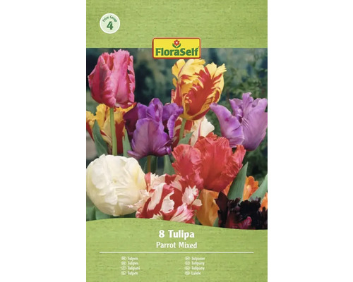 FloraSelf Packung mit 8 Papagei-Tulpen, gemischt
