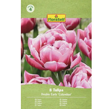 FloraSelf Tulpen Double Early Columbus, 8 Stück