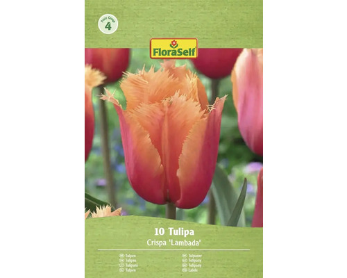 Tulpe Crispa 'Lambada' Blumenzwiebel Packung