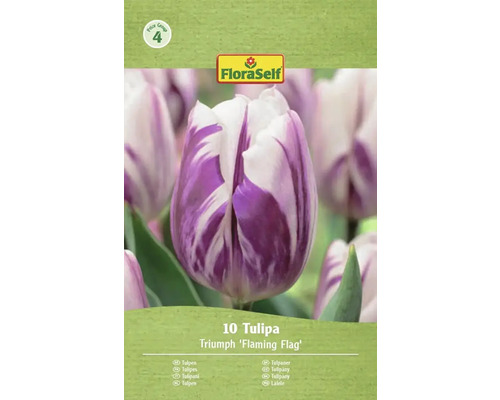 FloraSelf Tulpe Triumph 'Flaming Flag', 10 Stück