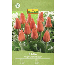 FloraSelf Tulpen Greigii 'Oriental Beauty', Packung mit 8 Stück