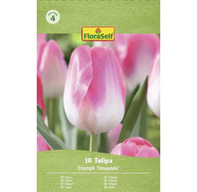 Packung Triumph Tulpen Blumenzwiebeln