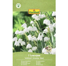 Verpackung mit sieben Sommerknotenblumen der Sorte 'aestivum' Gravetye Giant mit Butterfly Friendly Siegel und FloraSelf Logo